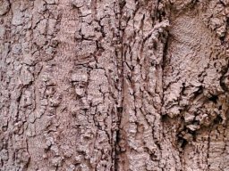 Rauvolfia afra old bark